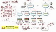 Genetics Unit: Gene Linkage, Recombination Frequency, and Application of Chi Square test