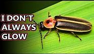 Firefly facts: we could also say lightning bug facts! | Animal Fact Files