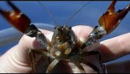 Invasive crayfish threaten species in Oregon's Crater Lake