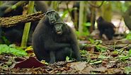 Cute Affectionate Monkeys | Lands of the Monsoon | BBC Earth