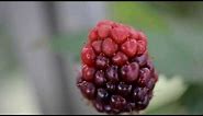 Blackberry Bud to Fruit