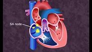 How your heart works - Cardiac Cycle