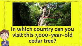 In which country can you visit this 7,000 year old cedar tree?