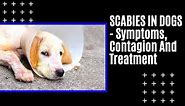 😷 SCABIES IN DOGS - Symptoms, Contagion And Treatment