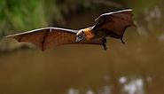 Fruit bats are the only bats that can’t (and never could) use echolocation. Now we’re closer to knowing why