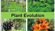 Plant Evolution (updated)