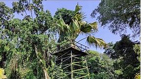 Sea Coconut (Lodoicea maldivica) Grove in Bogor Botanic Garden, Java