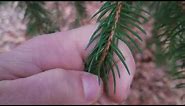 How to Identify Spruce Trees