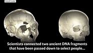Early riser? You could have Neanderthal DNA
