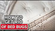 How To Get Rid of Bed Bugs - Ace Hardware