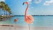Where To See Flamingos In The Bahamas - 2024 Guide