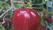 Semi-Dwarf Red Delicious Apple