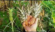 How To Grow Dwarf Pineapple Plant Indoors - Gardening Tips