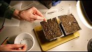 how to grow lavender from seeds and a trick that I found to help germinate lavender seeds