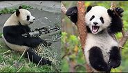 😂 FUNNY PANDA VIDEOS [TRY NOT TO LAUGH] BEST PANDA VIDEOS COMPILATION 🐼 FUNNY ANIMAL CLIPS