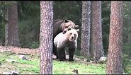 Brown bears mating in Finland, spring 2009