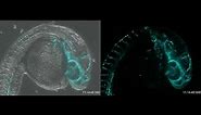 Live Imaging of Zebrafish Vascular Development with Andor's BC43 Benchtop Microscope System