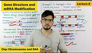 Gene Structure & Function | Post Transcriptional modification of mRNA | Lecture 8