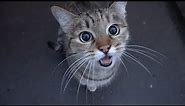 cute cat is saying something to me