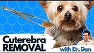 Cuterebra or Bot Fly Removal in the Dog