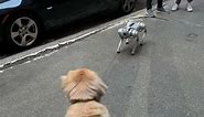 Golden retriever vs robot "dog" in NYC