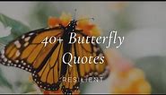 Butterfly Quotes | Inspirational Quotes About Butterflies