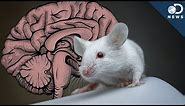 What Can We Learn By Giving A Mouse A Human Brain?