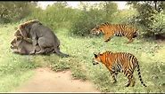 Tiger vs Lion...Tiger Fight And Kills 5 Lions To Prove Who Is The King | Warthog's Miraculous Rescue
