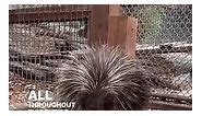 What is a porcupines favorite food?