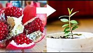 How to Grow Pomegranate Tree from Seed