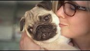 Facts That Prove Pugs Are The Best Dogs Ever