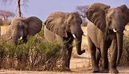 What Do African Elephants Eat? - Complete Guide to African Elephant Diet