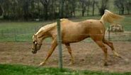 Palomino Thoroughbred Horse