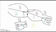 Anatomy - How to Draw the Dermatomes of the Arm, Head, and Neck