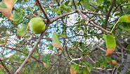 ‘Little Apple of Death': Tree Found in South Florida Named World's Deadliest
