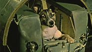Laika the space dog: First living creature in orbit