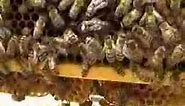 Beekeeping - Queen bee on frame