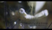 Anatomy of a Shrimp (4K)