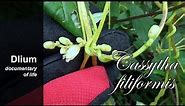 Laurel dodder (Cassytha filiformis) - part 2
