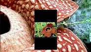Rafflesia - Biggest flower in the World | Amazing facts and Tips