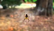 It’s that time of year again: Spider season is here. What to know about western WA spiders