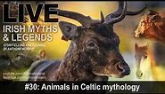 Live Irish Myths episode 30: Animals in Celtic mythology