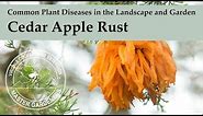Cedar Apple Rust - Common Plant Diseases in the Landscape and Garden
