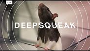 This algorithm decodes rat squeaks and could revolutionize animal research