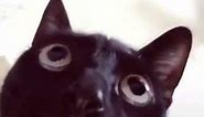 Black cat shaking its head meme