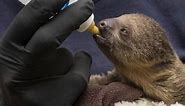 Baby Linnaeus's two-toed sloth born at Florida zoo