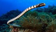 Meet Palaeophis Colossaeus, the Largest Sea Snake of All Time
