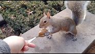 Squirrel makes a sad yet funny sound that I never heard before