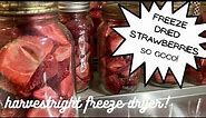 Freeze Drying Strawberries!