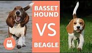 Differences between beagles and basset hounds